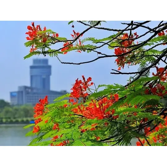 Royal Poinciana Nasıl Çarpıcı Tropikal Manzaralar Yaratıyor? Royal Poinciana Nasıl Çarpıcı Tropikal Manzaralar Yaratıyor?