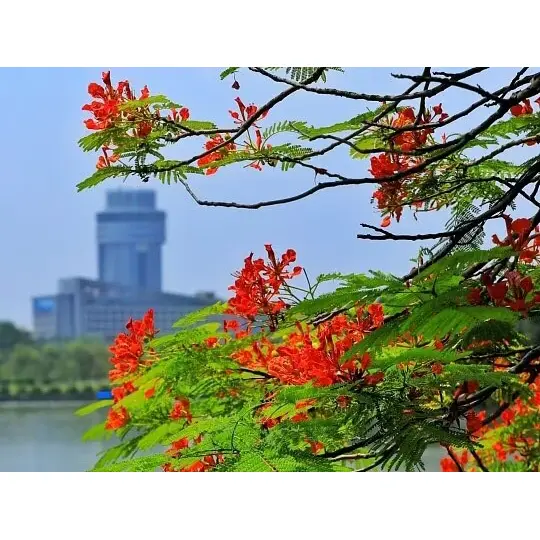 Neden Konteynerde Yetiştirilen Royal Poinciana Gömlekleri Peyzaj Başarısını En Üst Düzeye Çıkarıyor? Neden Konteynerde Yetiştirilen Royal Poinciana Gömlekleri Peyzaj Başarısını En Üst Düzeye Çıkarıyor?