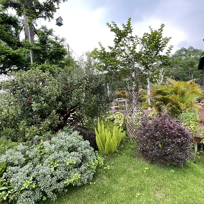 Crape Myrtle Nasıl Çarpıcı ve Az Bakım Gerektiren Bir Manzara Yaratıyor? Crape Myrtle Nasıl Çarpıcı ve Az Bakım Gerektiren Bir Manzara Yaratıyor?