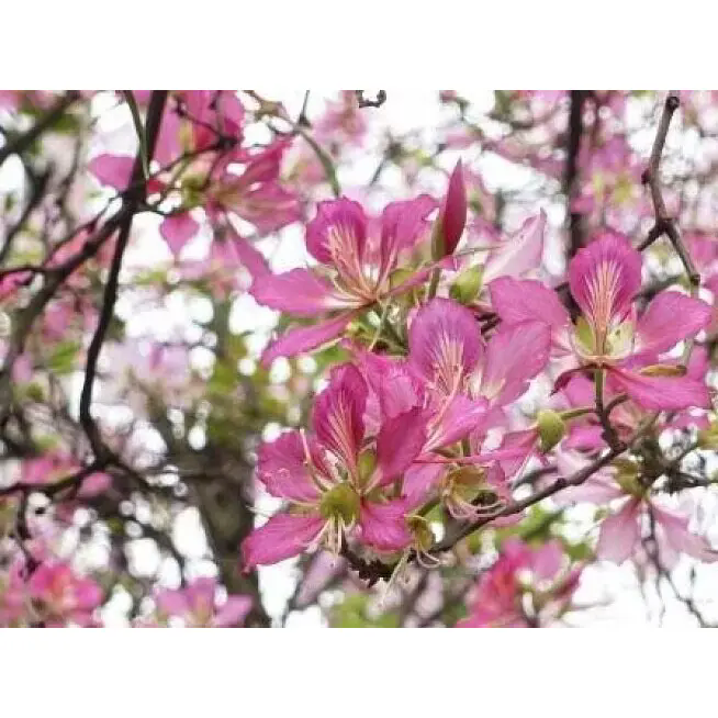 Pembe Orkide Ağacı İç ve Dış Mekanları Kalıcı Güzelliğe Nasıl Dönüştürebilir? Pembe Orkide Ağacı İç ve Dış Mekanları Kalıcı Güzelliğe Nasıl Dönüştürebilir?