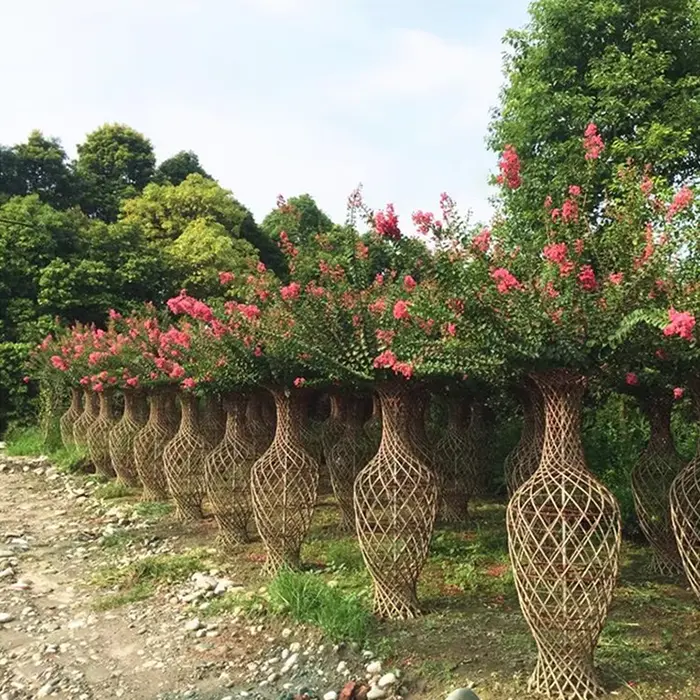 Krep Myrtle Sokak Ağaçları
