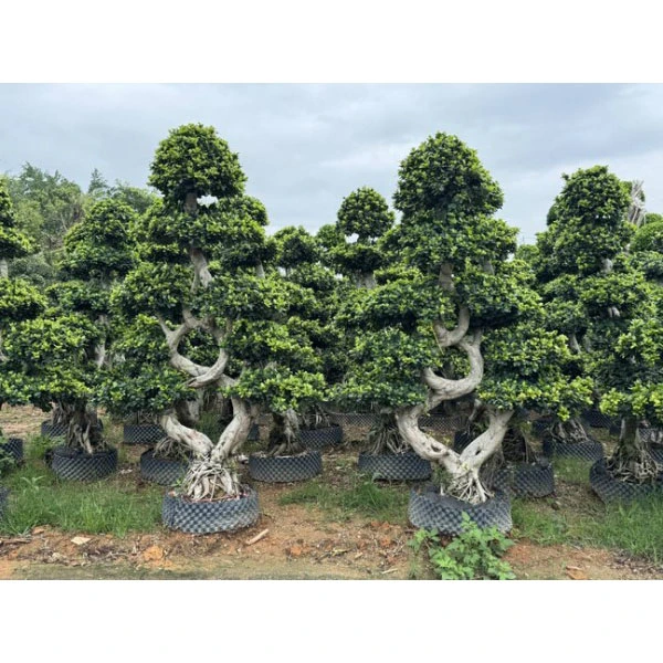 Ficus Microcarpa Sokak Ağaçları