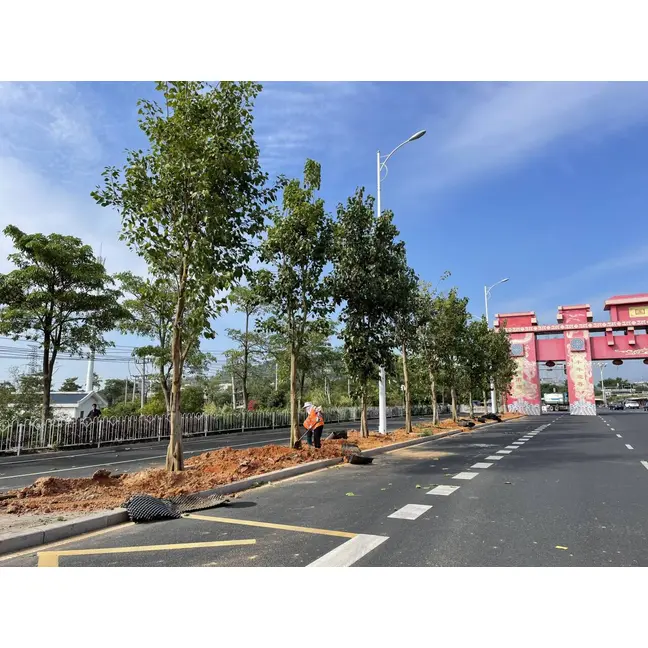Ficus Religiosa Sokak Ağaçları