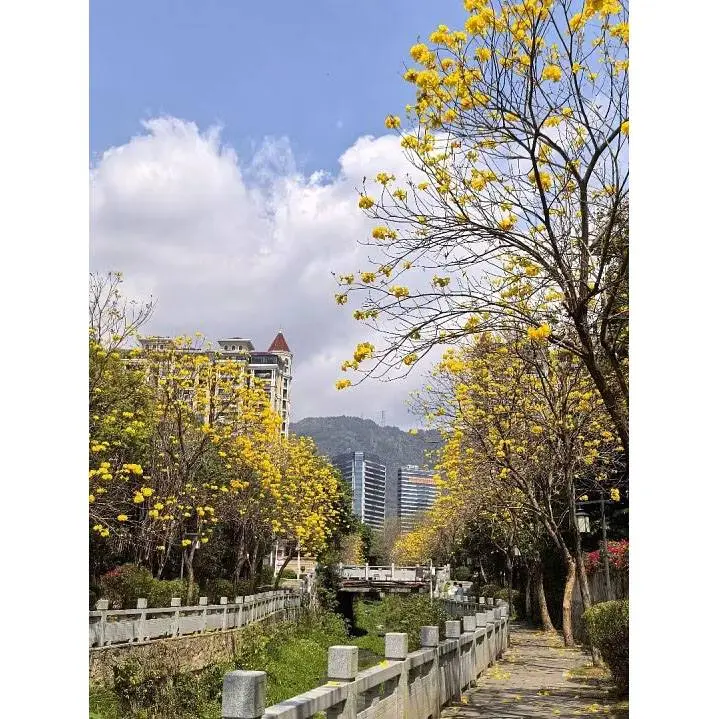 Altın Trompet Sokak Ağaçları