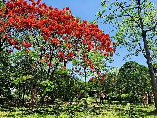 Potted Royal Poinciana Tree