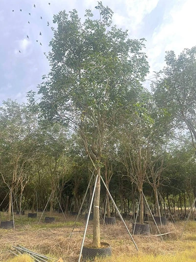 Golden Trumpet Tree Liners