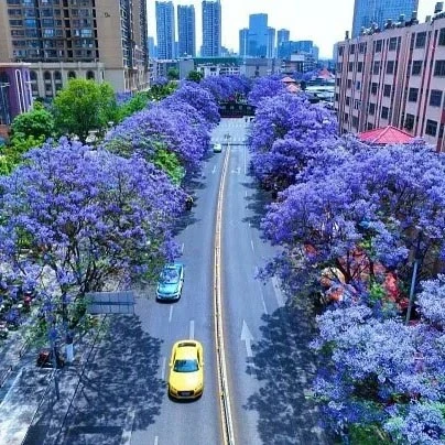 Specimen Jacaranda Tree