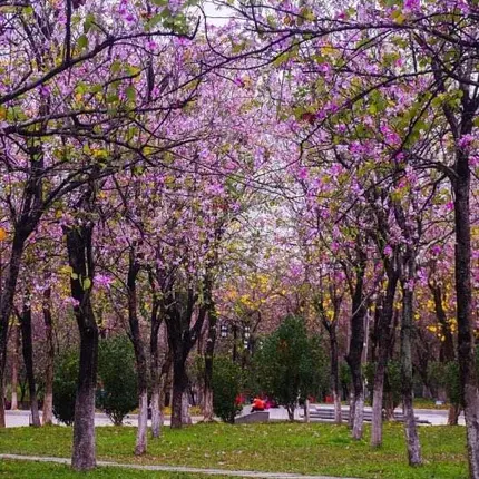 Pink Orchid Street Trees