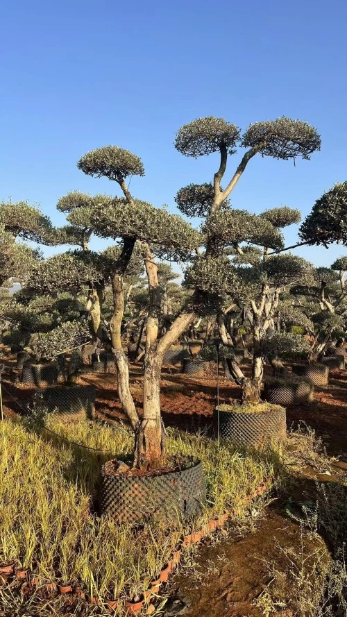 Specimen Olive Tree