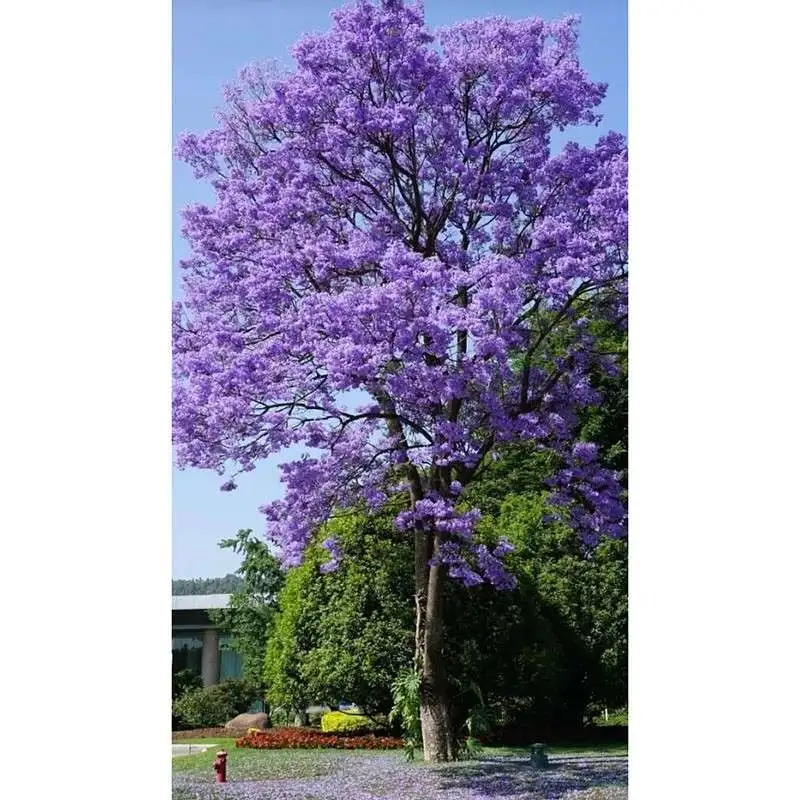 Jakaranda Ağacı Gömlekleri