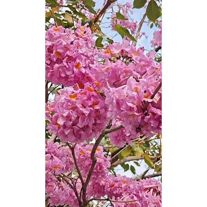 Mor Trompet Ağacı Bonsai
