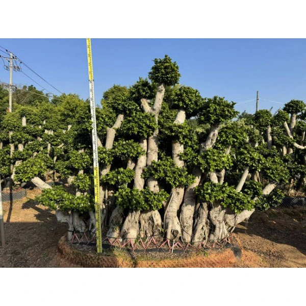 Örnek Ficus microcarpa Ağacı