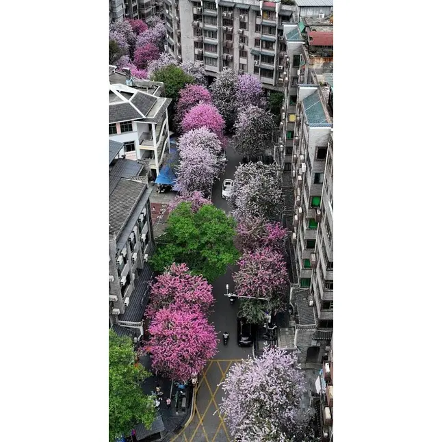 Numune Pembe Orkide Ağacı