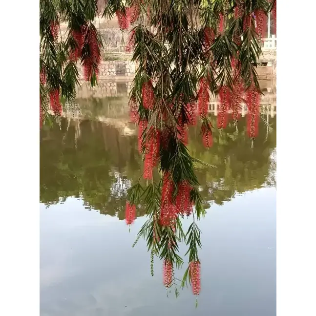 Ağlayan Bottlebrush Sokak Ağaçları